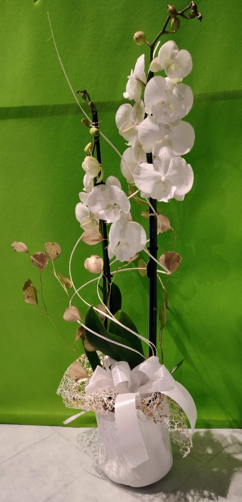 Foto Orchidea Natalizia