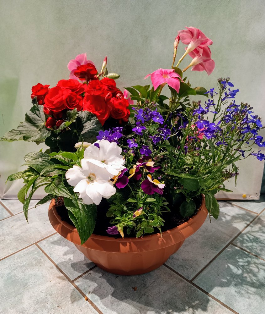Composizione piante da esterno - ACQUISTA ONLINE FIORI a Piacenza -  consegna fiori a domicilio a Piacenza - Fiorista Mazzocchi a Piacenza, Fiori a Piacenza 
