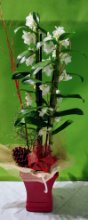 Orchidea Dendrobium con coprivaso