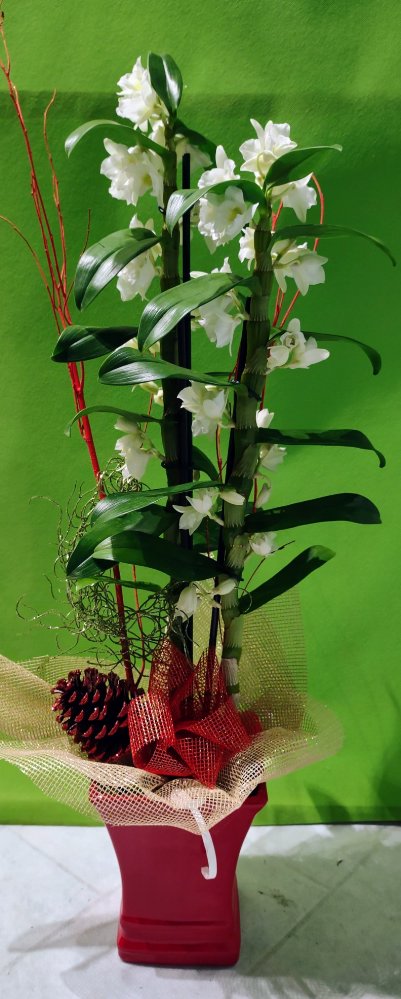 Foto Orchidea Dendrobium con coprivaso