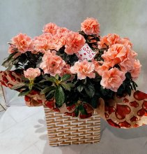 Pianta Azalea